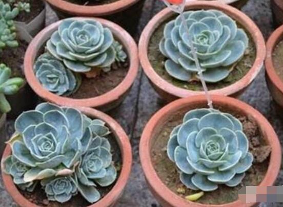 寶石花怎么養(yǎng)，老農(nóng)總結(jié)六大基本養(yǎng)殖方法