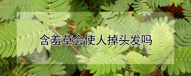 含羞草會(huì)使人掉頭發(fā)嗎