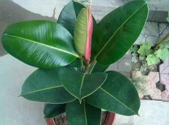 橡皮樹(shù)爛根什么原因，橡皮樹(shù)爛根怎么辦