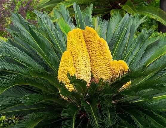 鐵樹開花的征兆，預(yù)示生活美滿、大吉大利