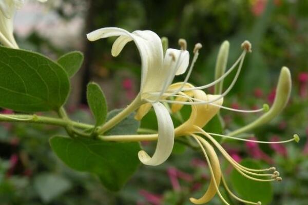 金銀花藤和金銀花區(qū)別