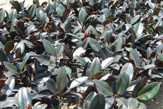 橡皮樹長(zhǎng)黑斑怎么辦，兩種原因以及解決辦法