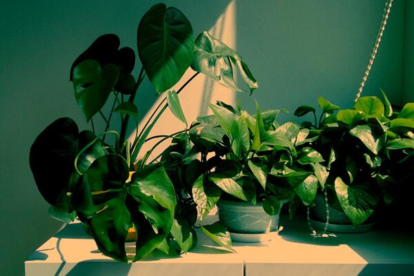 龜背竹怎么過(guò)冬，保證環(huán)境溫度不低于5℃