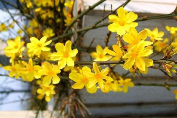 迎春花和報(bào)春花的區(qū)別