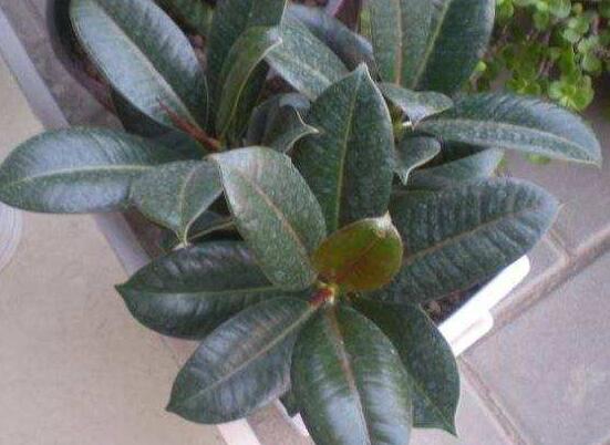 橡皮樹的扦插方法，做好四大步驟成活率百分百