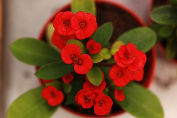 虎刺梅怎么養(yǎng)怎么配土，使用疏松肥沃、通透性較強(qiáng)的土壤