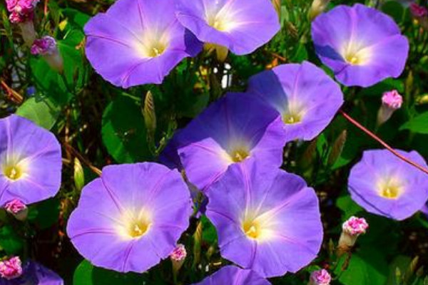 牽牛花施肥在哪個階段