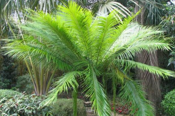 蘇鐵有哪些品種，常見蘇鐵品種介紹