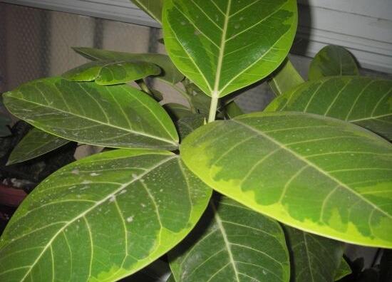 橡皮樹葉子發(fā)黃怎么辦，八個辦法變得郁郁蔥蔥