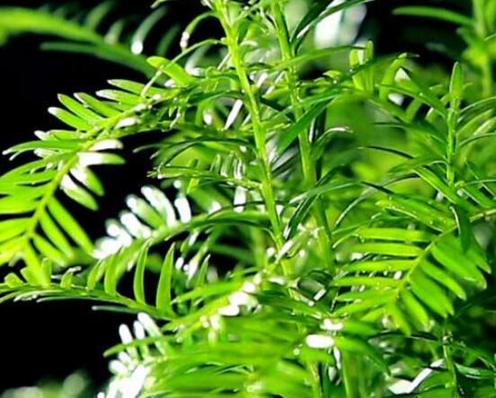 東北紅豆杉與南方紅豆杉有什么區(qū)別，介紹最簡(jiǎn)單的三種區(qū)別方法