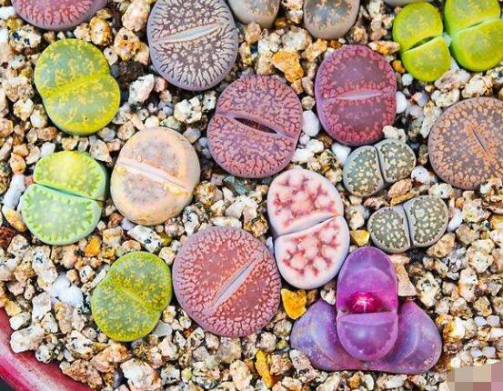 生石花怎么分株繁殖，教你一學(xué)就會(huì)五個(gè)基本步驟