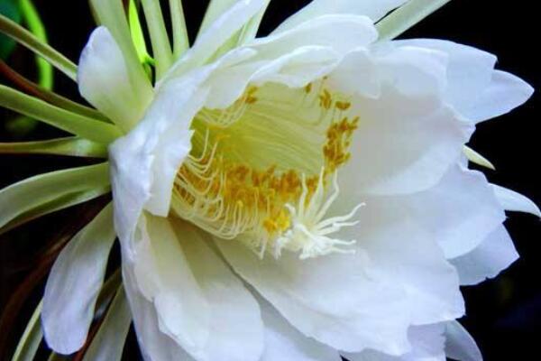 曇花葉子發(fā)黃是怎么回事