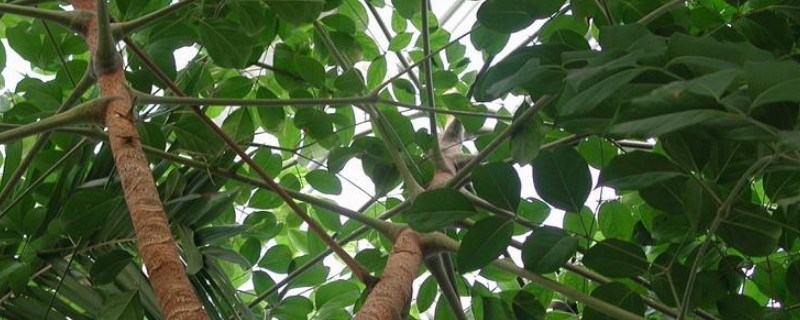 幌傘楓和幸福樹(shù)的區(qū)別