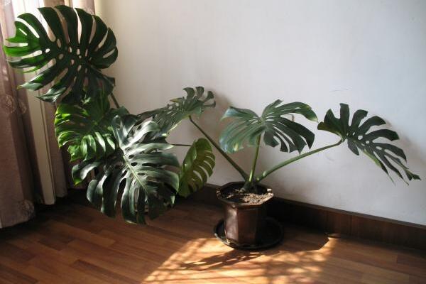 龜背竹禁忌擺放位置，三個(gè)位置不宜擺放