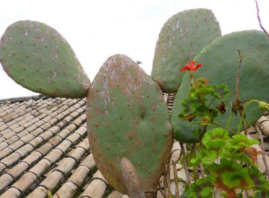 仙人掌的藥用價(jià)值，盤點(diǎn)仙人掌八大藥用療效