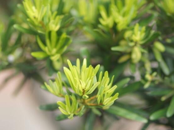 為什么羅漢松慢慢枯萎，做好澆水/保持溫度光照