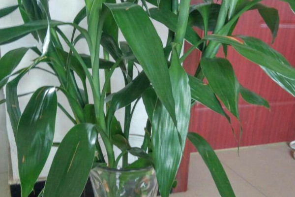 富貴竹長(zhǎng)蟲(chóng)子了怎么辦