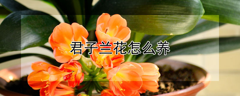 君子蘭花怎么養(yǎng)