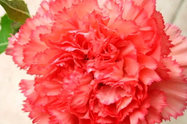 一株康乃馨什么時候可以長大