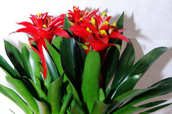 鴻運當頭用什么土養(yǎng)殖