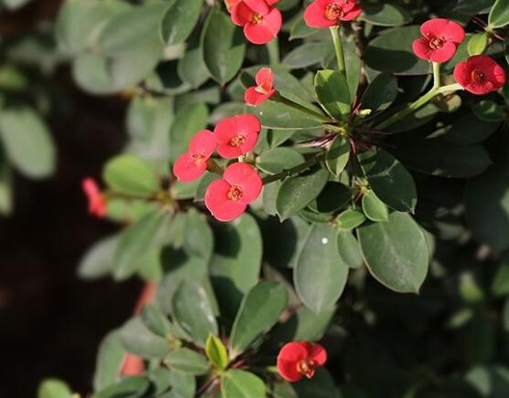 大葉虎刺梅怎么養(yǎng)，保證足量光照/溫暖濕潤環(huán)境