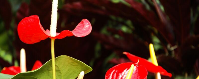 紅掌什么時候換盆