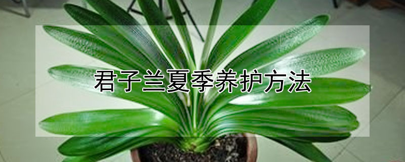 君子蘭夏季養(yǎng)護方法