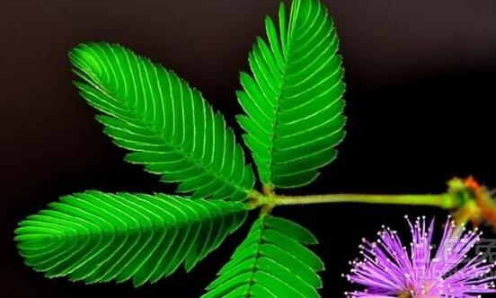 常碰含羞草有毒嗎，導(dǎo)致頭發(fā)眉毛發(fā)黃脫落(最好避免)