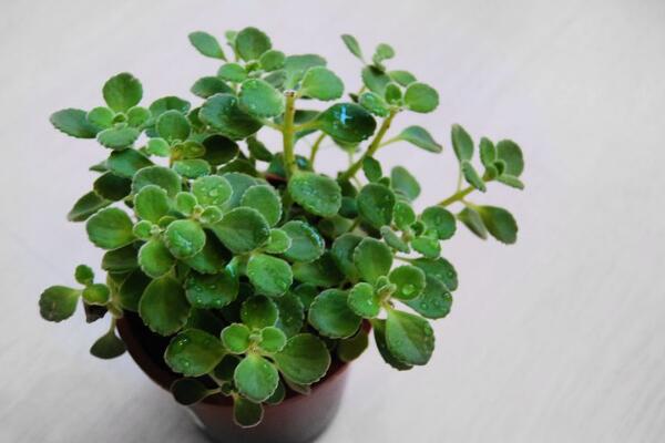 碰碰香的汁液有毒嗎，沒(méi)有任何毒性