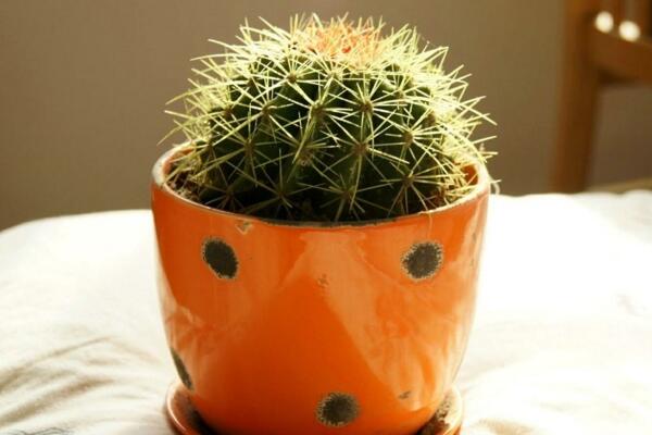 仙人球和仙人掌的區(qū)別，它們只是外觀不同而已