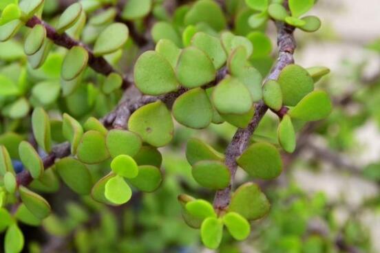 燕子掌葉子變軟怎么辦，教你最常見(jiàn)兩種解決辦法(光照與施肥)