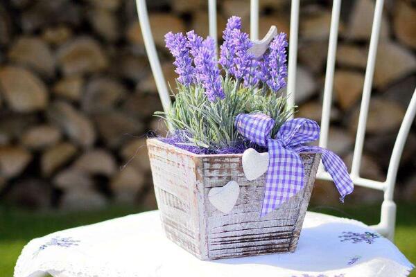 薰衣草花語和象征意義，象征著愛情與友情