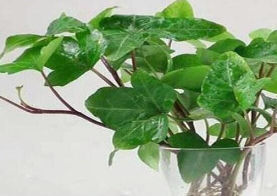常春藤水培怎么生根快，教你六大方法快速生根
