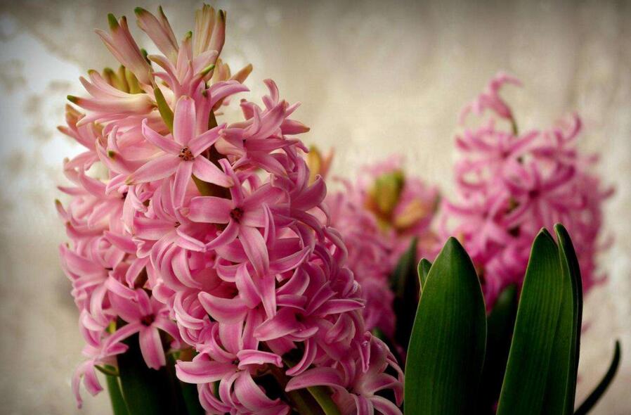 風(fēng)信子的傳說(shuō)，古希臘神話中的爛漫之花