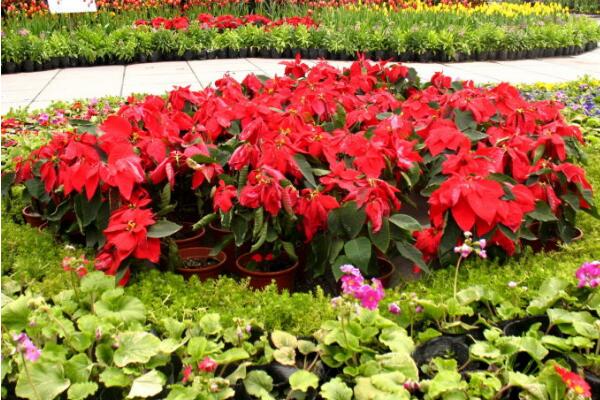 一品紅到底有沒(méi)有毒，是否有毒還沒(méi)有切確的結(jié)論