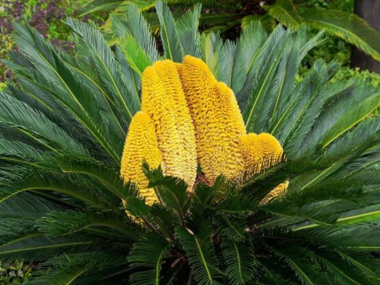 鐵樹開花好不好，象征著幸福、吉祥、富貴