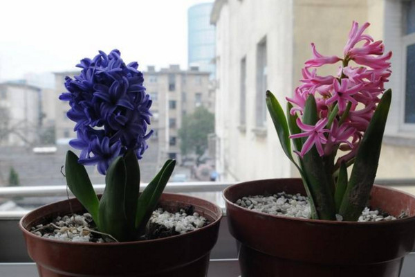 風(fēng)信子的花語