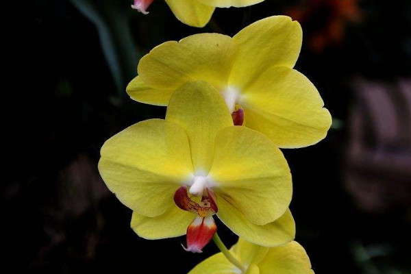 蝴蝶蘭澆水過(guò)多爛根怎么治