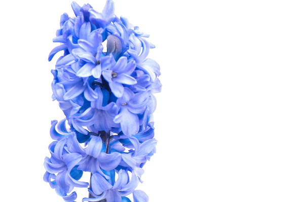 風信子的養(yǎng)殖方法與注意事項