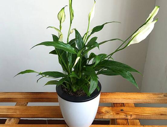 一帆風(fēng)順花蔫了怎么辦，教你四種解決辦法(花大色艷)