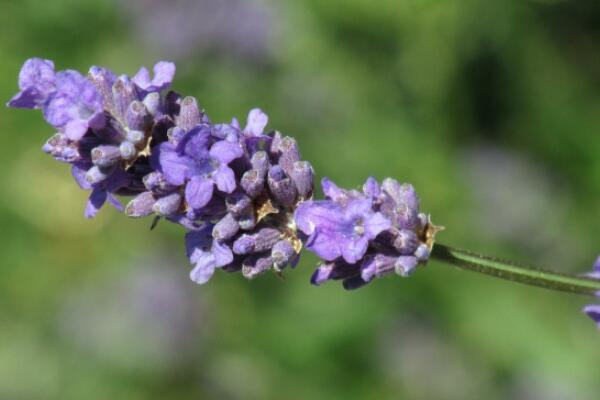 薰衣草適合送什么人，送給朋友、戀人