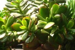 玉樹(shù)與燕子掌的區(qū)別，最直觀區(qū)別方法（紅邊的是燕子掌）