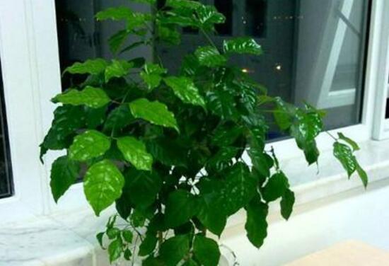 幸福樹怎么繁殖，教你三種繁殖方法(播種/壓條/扦插)