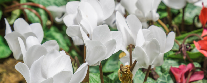 沒(méi)有葉子的仙客來(lái)可以水培嗎