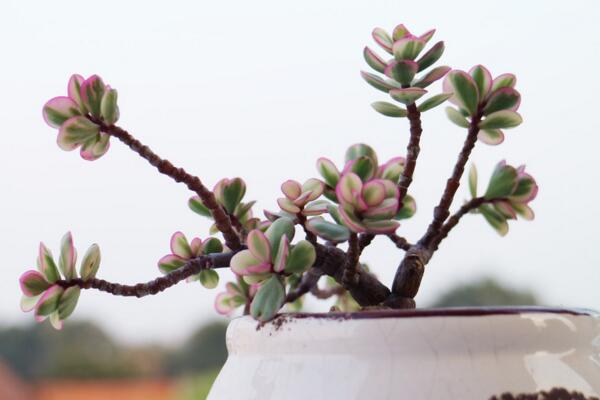 雅樂之舞多久澆一次水，不同的季節(jié)澆水頻率也不相同