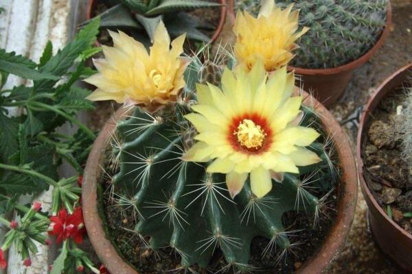 仙人球開(kāi)花時(shí)間，全年都能開(kāi)花但需要細(xì)心的養(yǎng)護(hù)