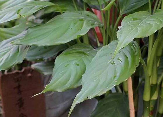 萬(wàn)年青的作用，凈化空氣、利尿、解毒