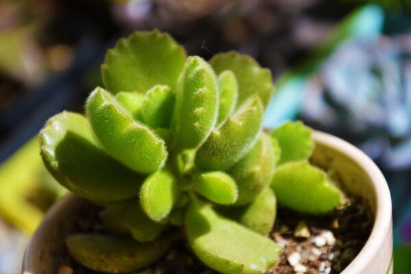 熊童子怎么養(yǎng)得肥厚，以下要點(diǎn)是熊童子生長(zhǎng)的關(guān)鍵