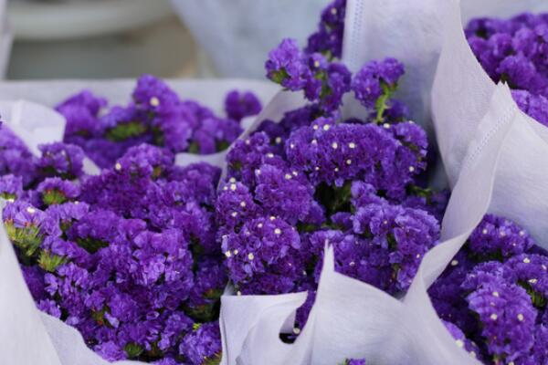 薰衣草花語和象征意義，象征著愛情與友情