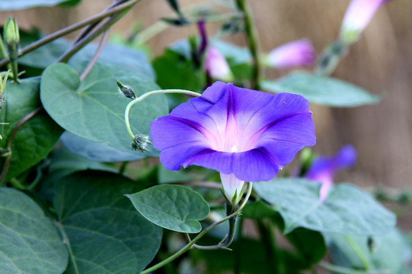 牽?；ㄔ趺捶乐雇介L與腐爛